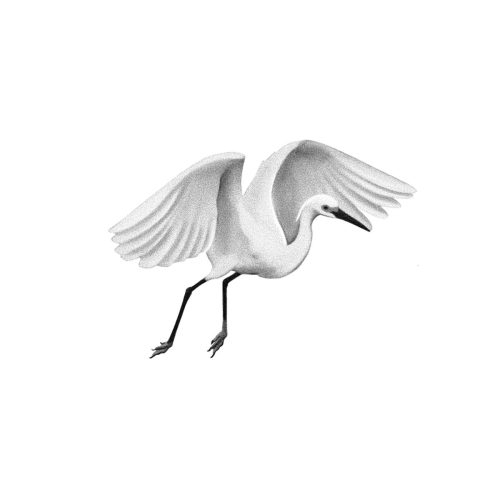 Aigrette blanche