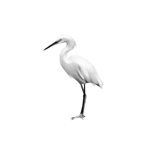 Aigrette debout