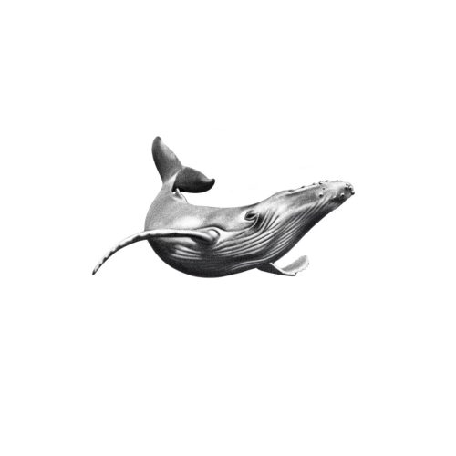 Baleine