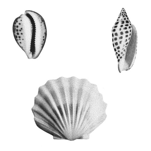 Coquillages