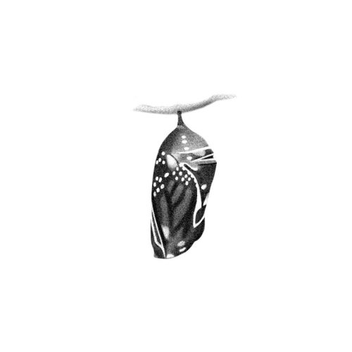 Crysalide