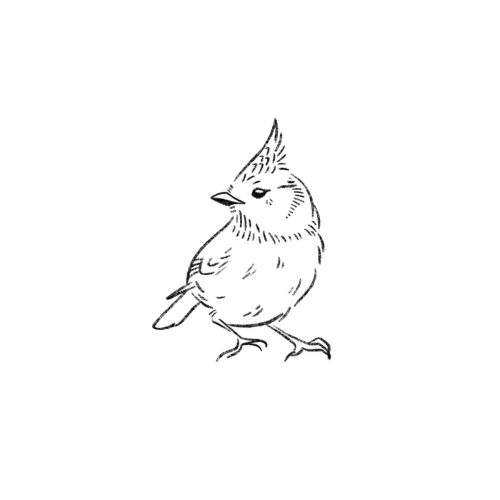 D Mésange huppée