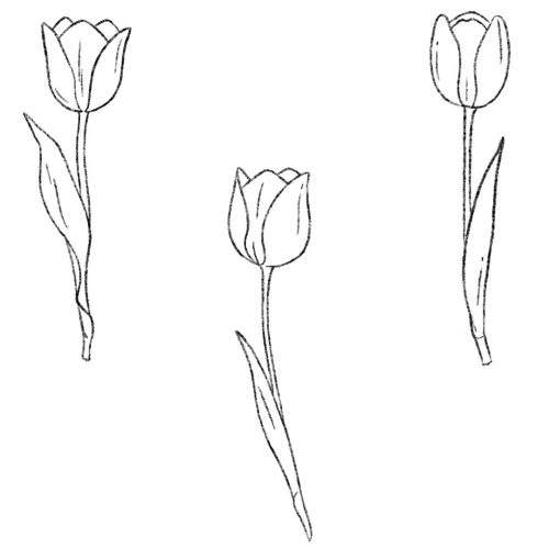 D Tulipes
