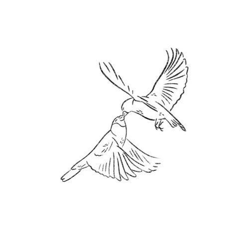 D bisou oiseau