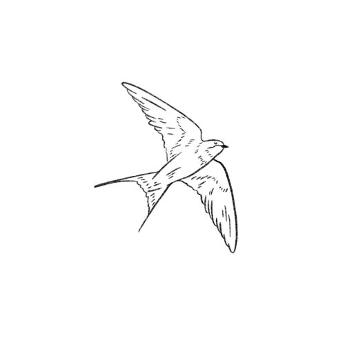 D Hirondelle