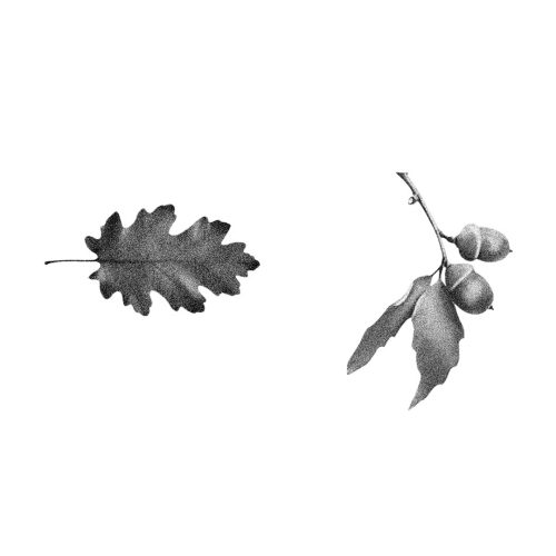 Feuilles mortes