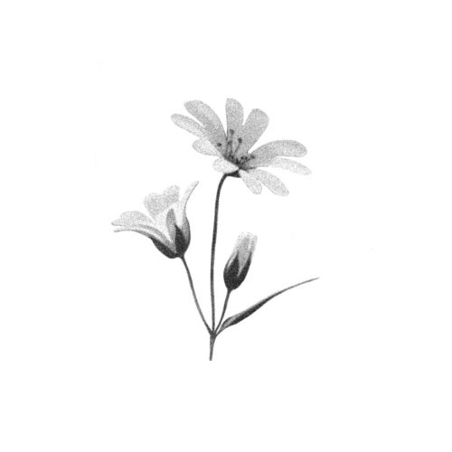 Fleurs et bouton