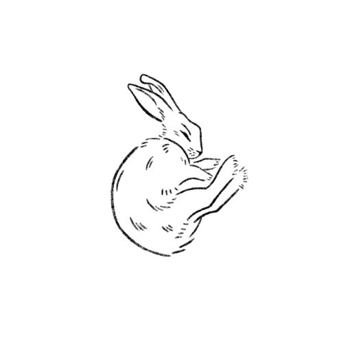 D Lapin dodo
