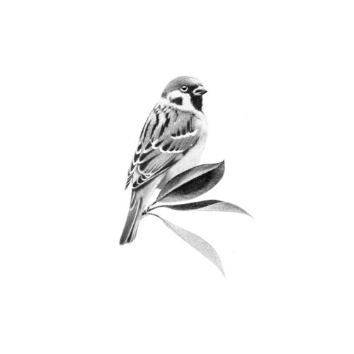 Moineau