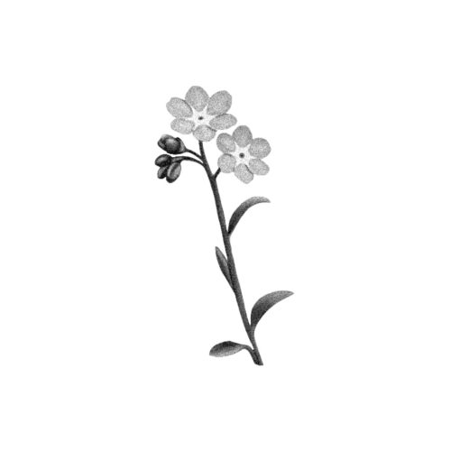 Myosotis 1