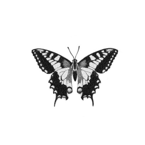 Papillon tigr&eacute; du Canada