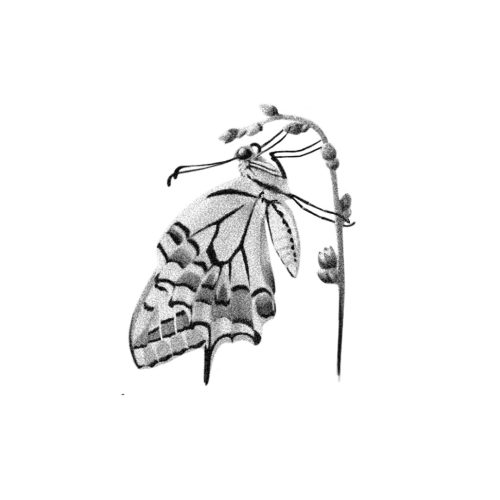 Papillon sur fleur 2