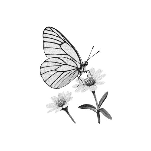 Papillon sur fleur 1
