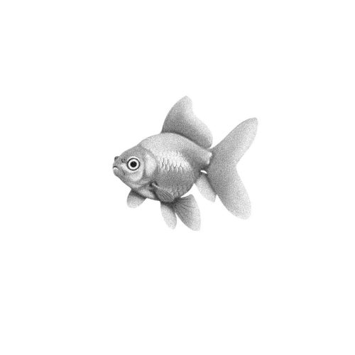 Poisson Rouge