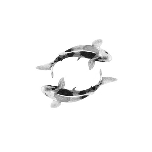 Poissons en rond
