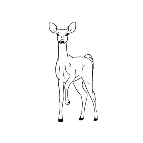 Réel_Forêt copie 2