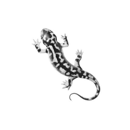 Salamandre