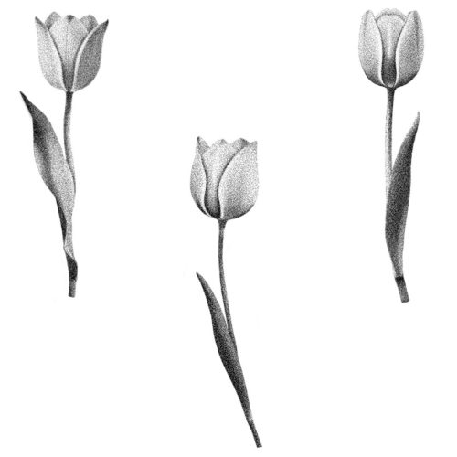 Tulipes