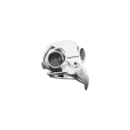 crane Corbeau 3/4
