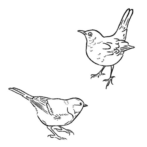 D oiseaux de jardin